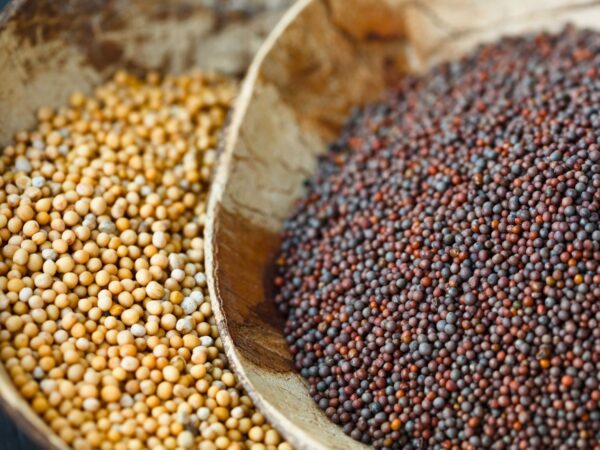 Brown mustard seeds