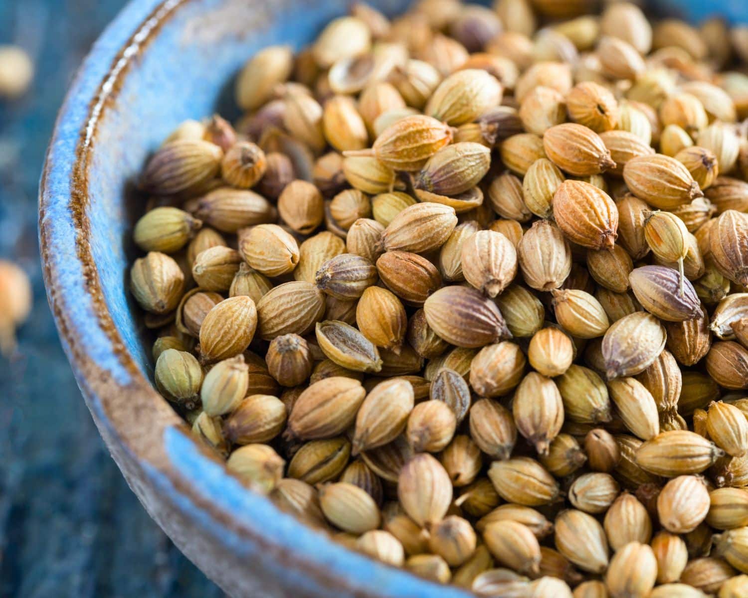 Indian coriander seed