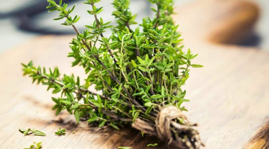 Thyme France