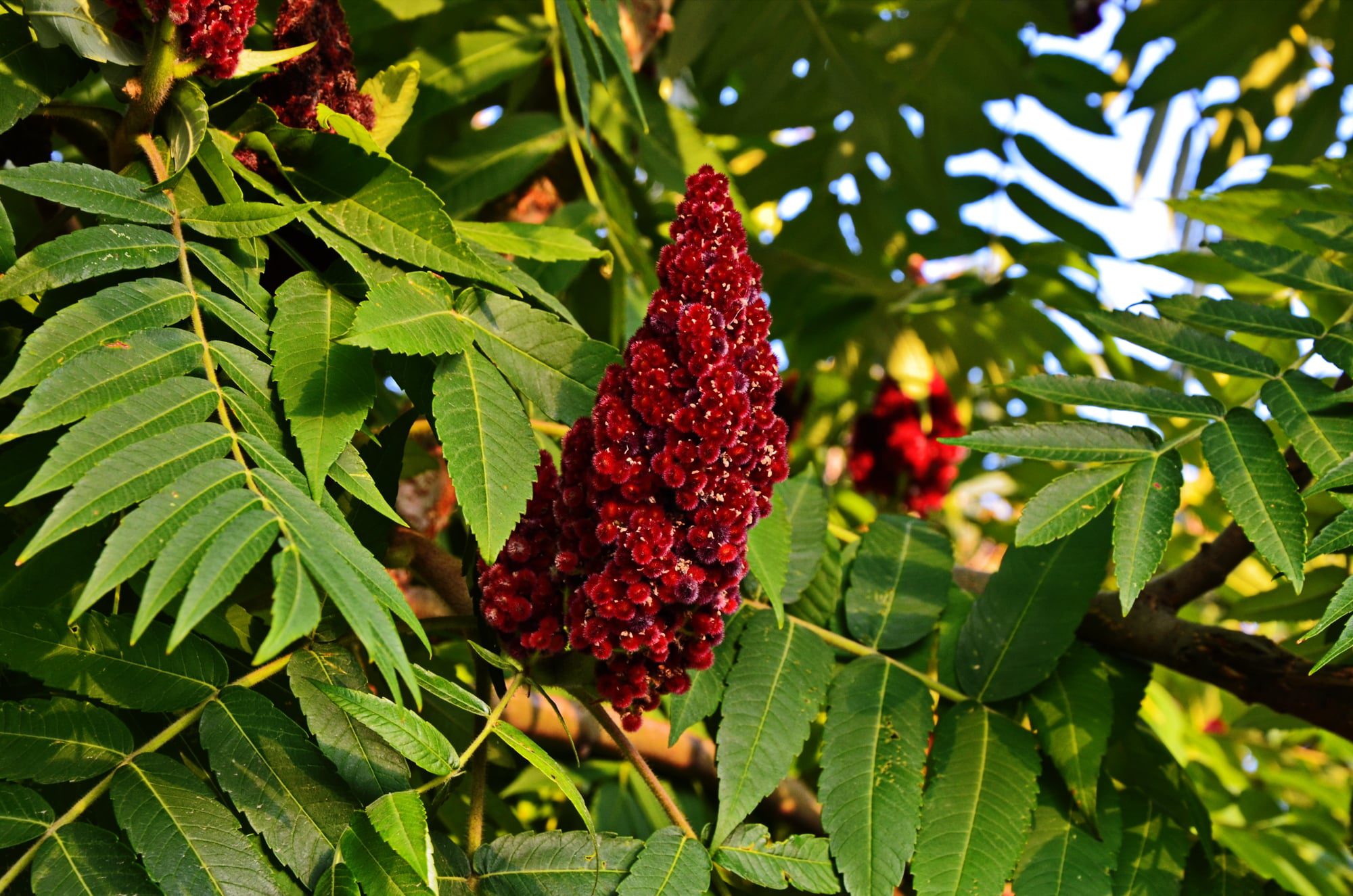 The Power of Sumac Berry - Spice Station