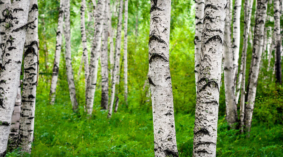The Silver Birch Tree And Its Benefits