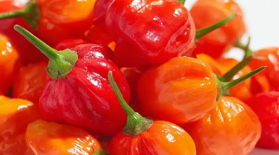 Chile Tepin - The Wild Pepper Behind All the Heat